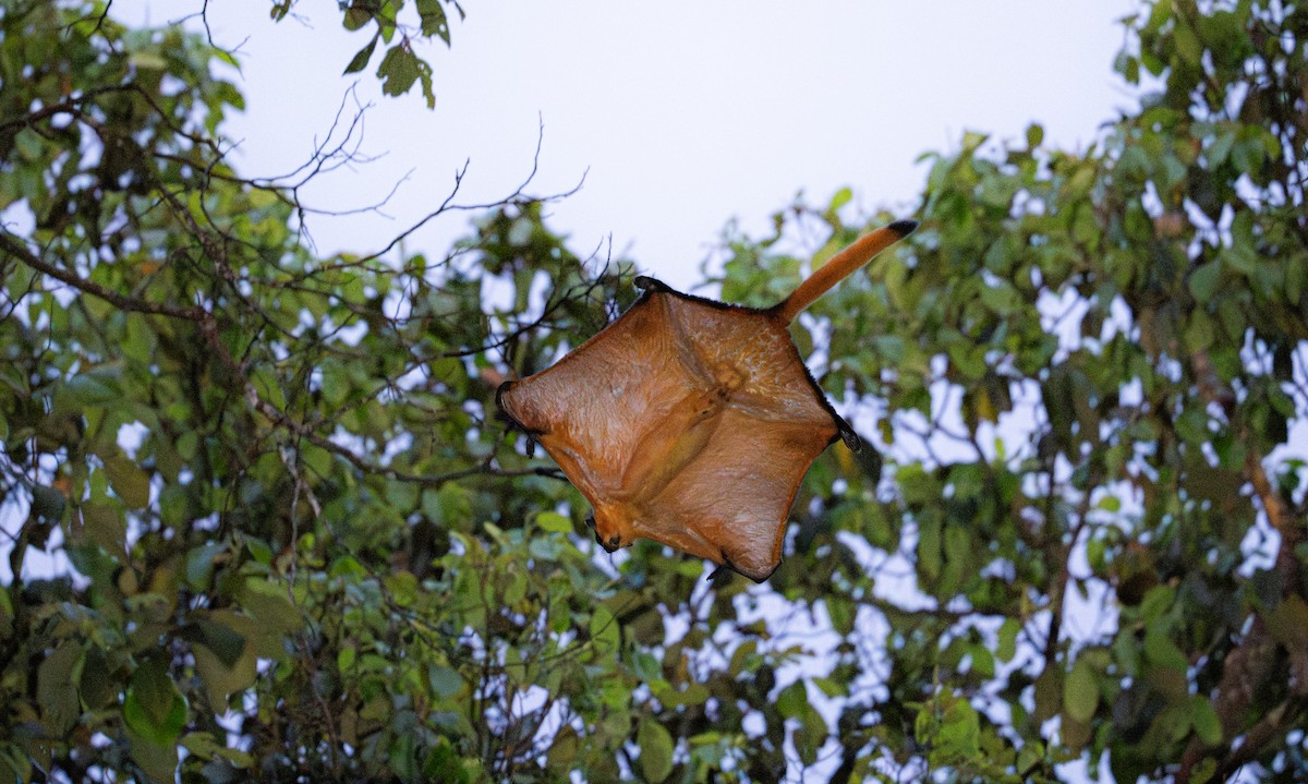 Animals - ML644728123