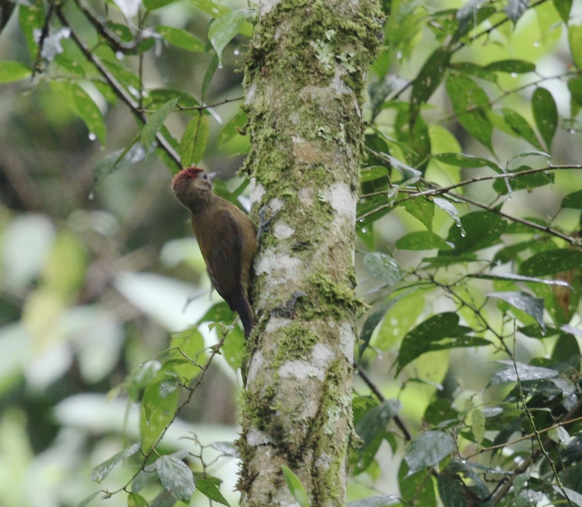 Smoky-brown Woodpecker - ML644728124