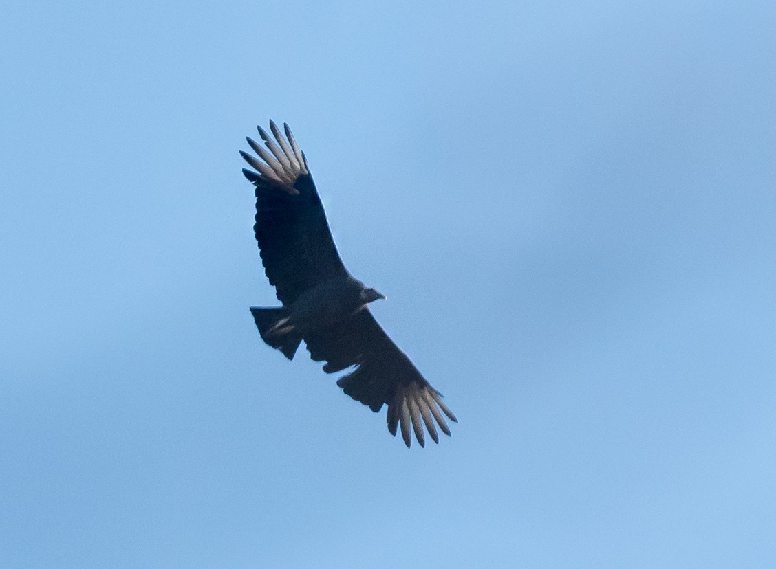 Black Vulture - ML644728125