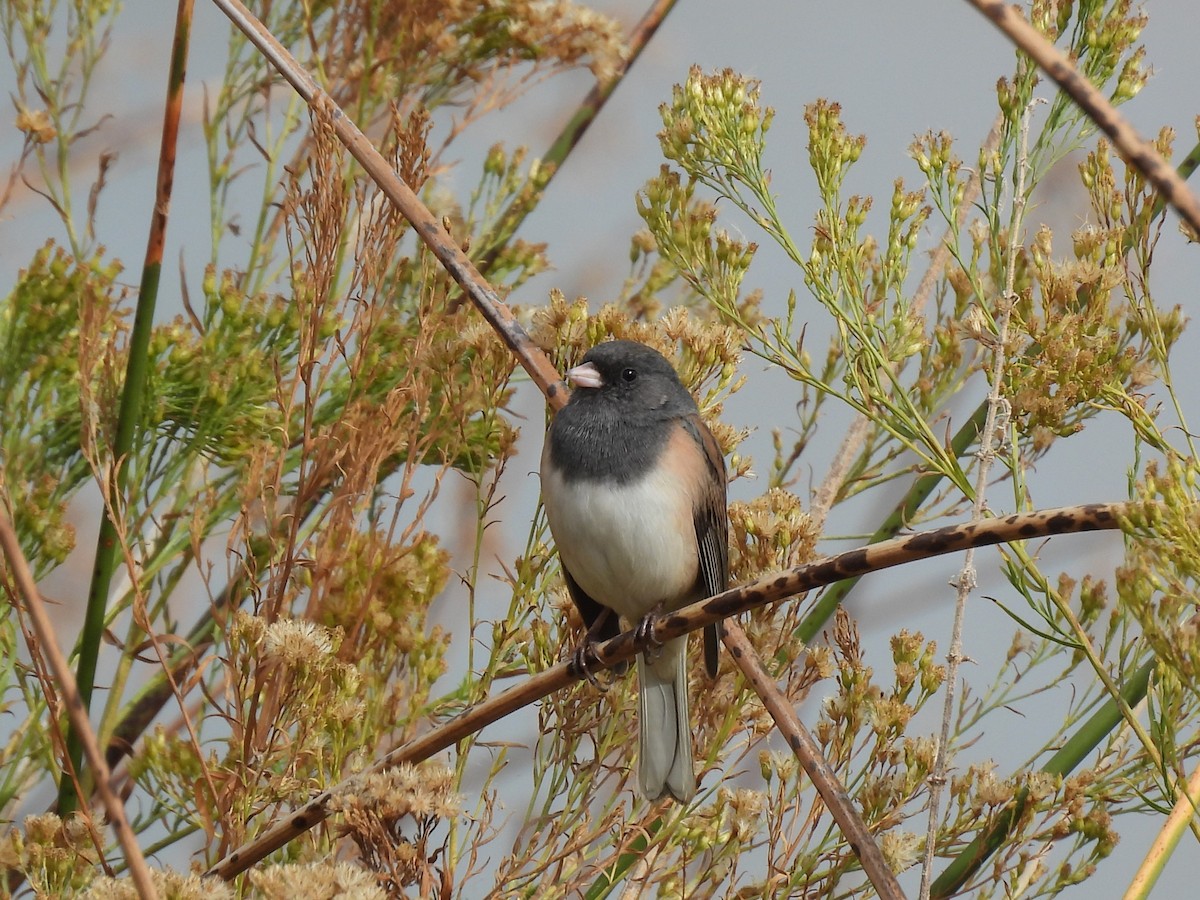 Dark-eyed Junco - ML644728127