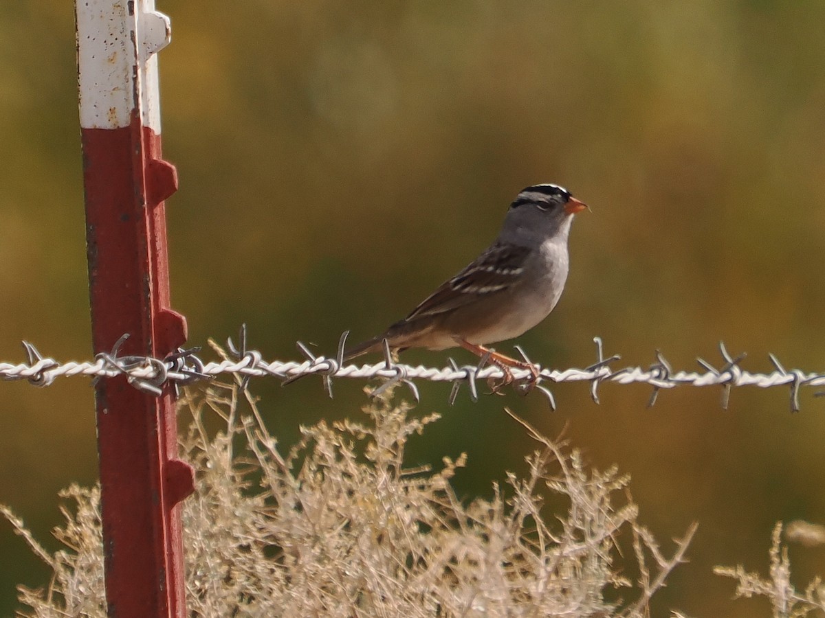 White-crowned Sparrow - ML644728128