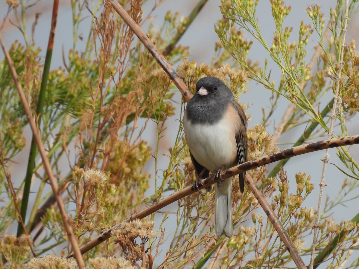 Dark-eyed Junco - ML644728129