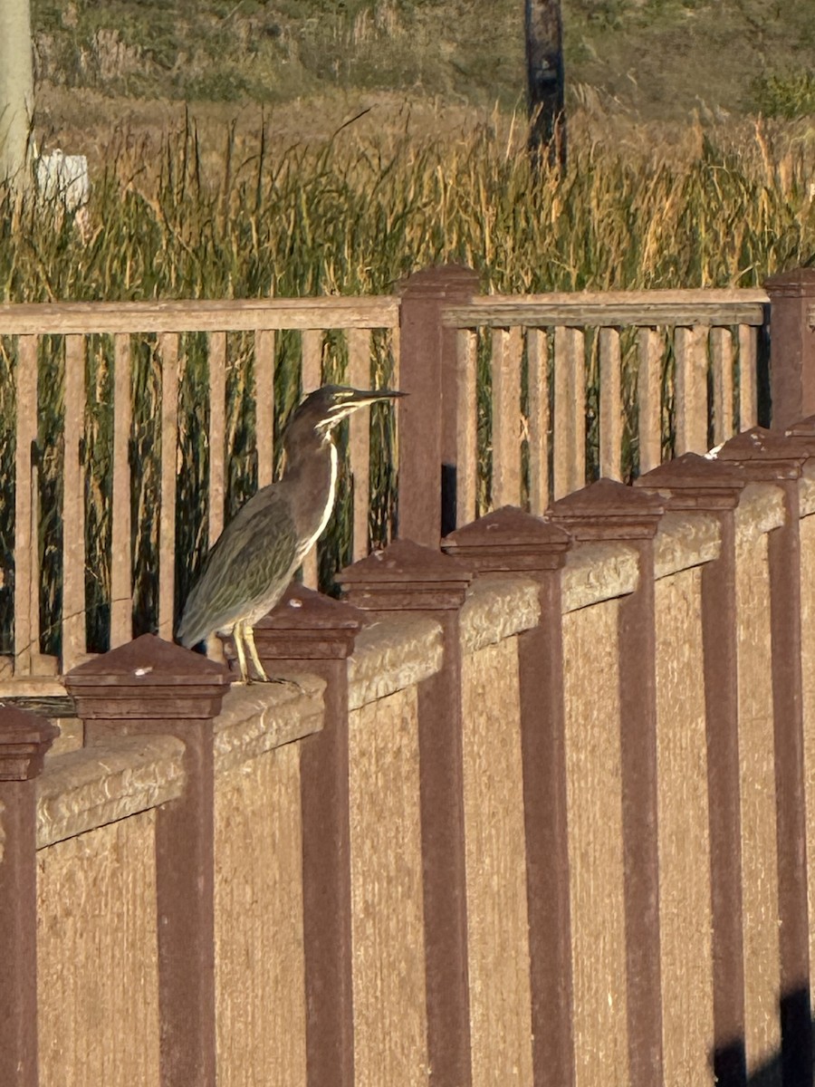 Green Heron - ML644728130