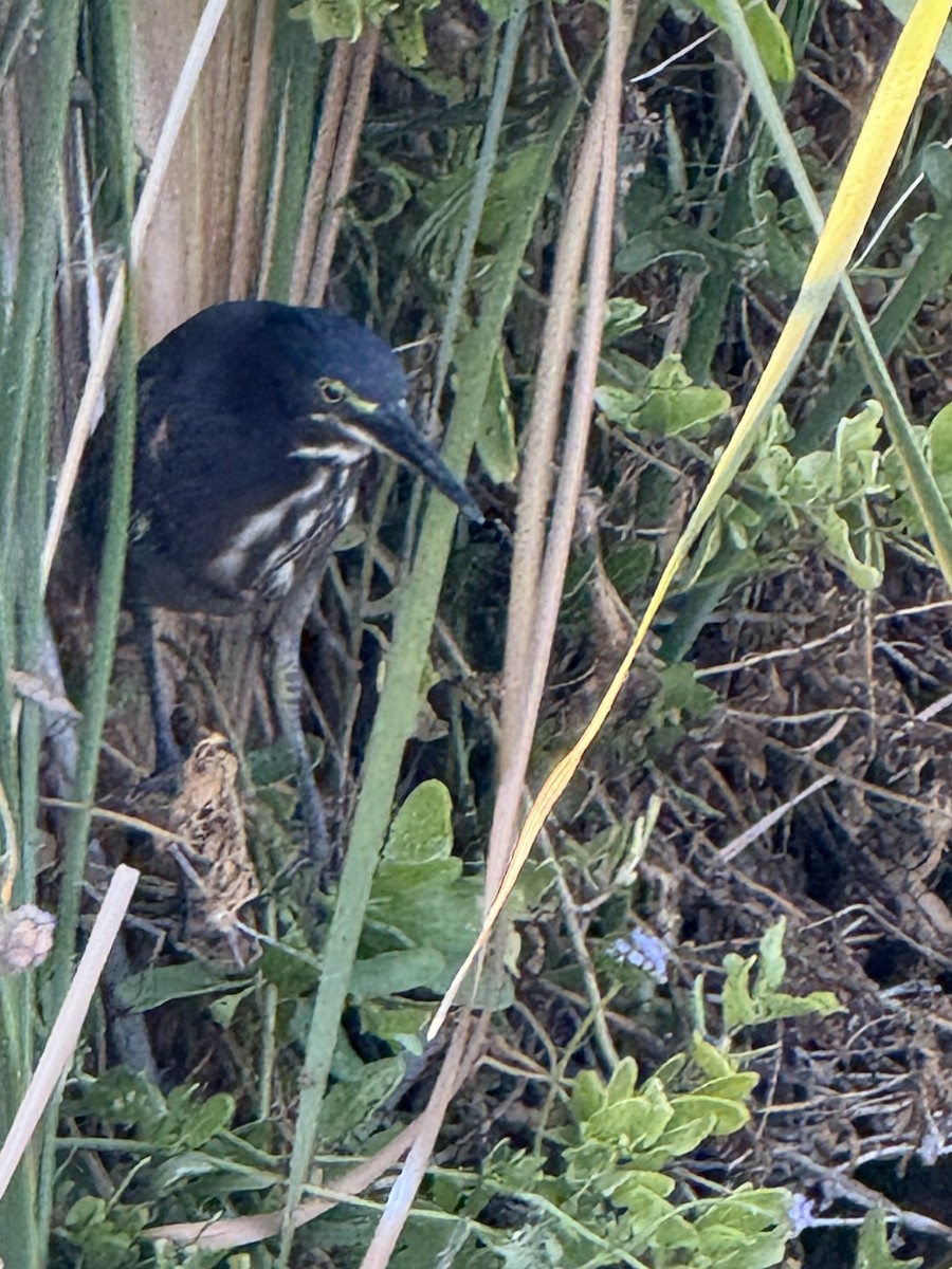 Green Heron - ML644728131