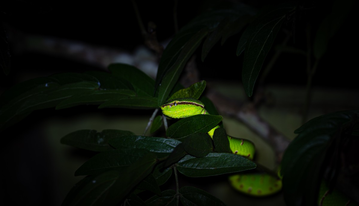 Animals - ML644728132