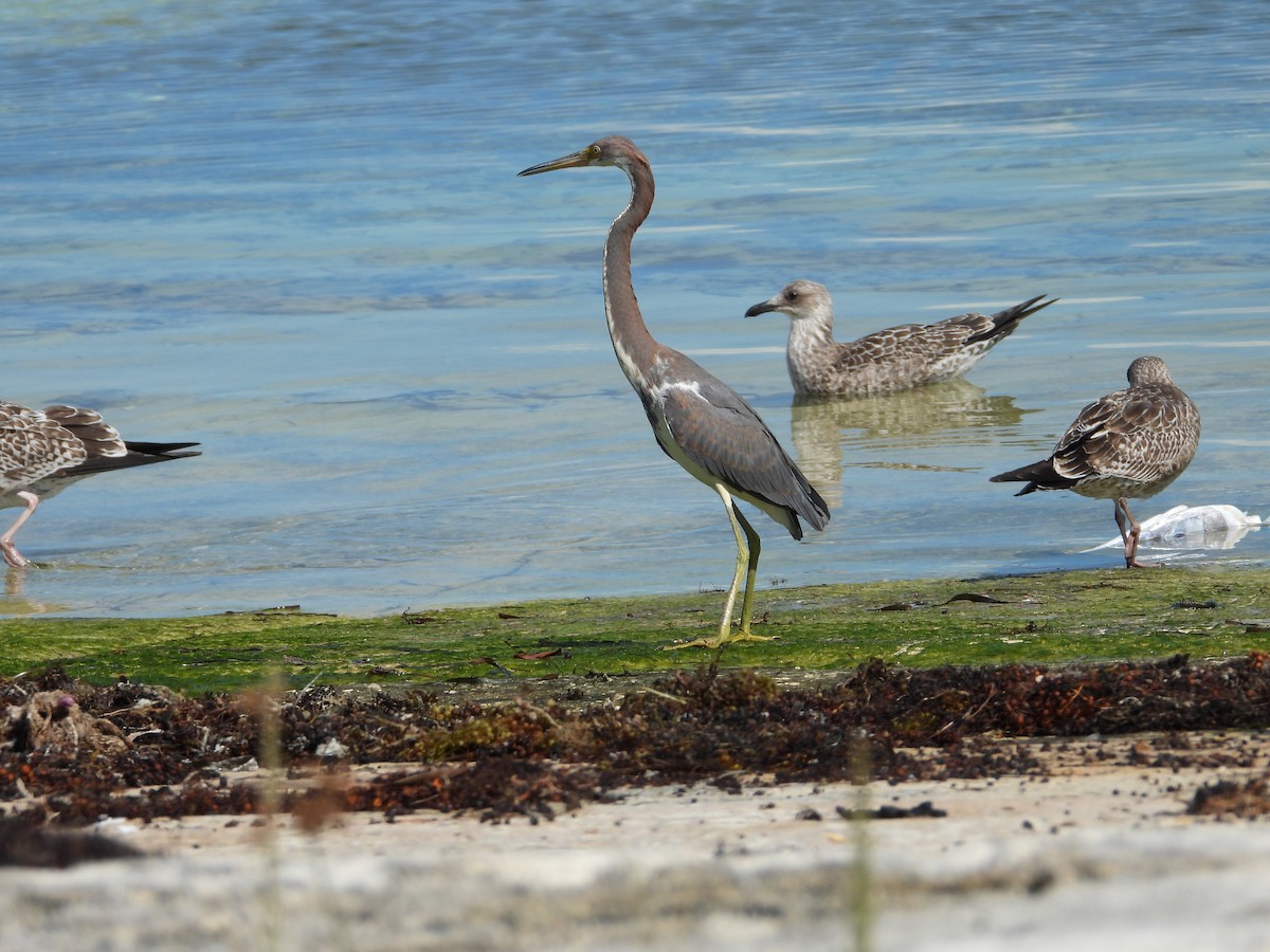 Tricolored Heron - ML644728137
