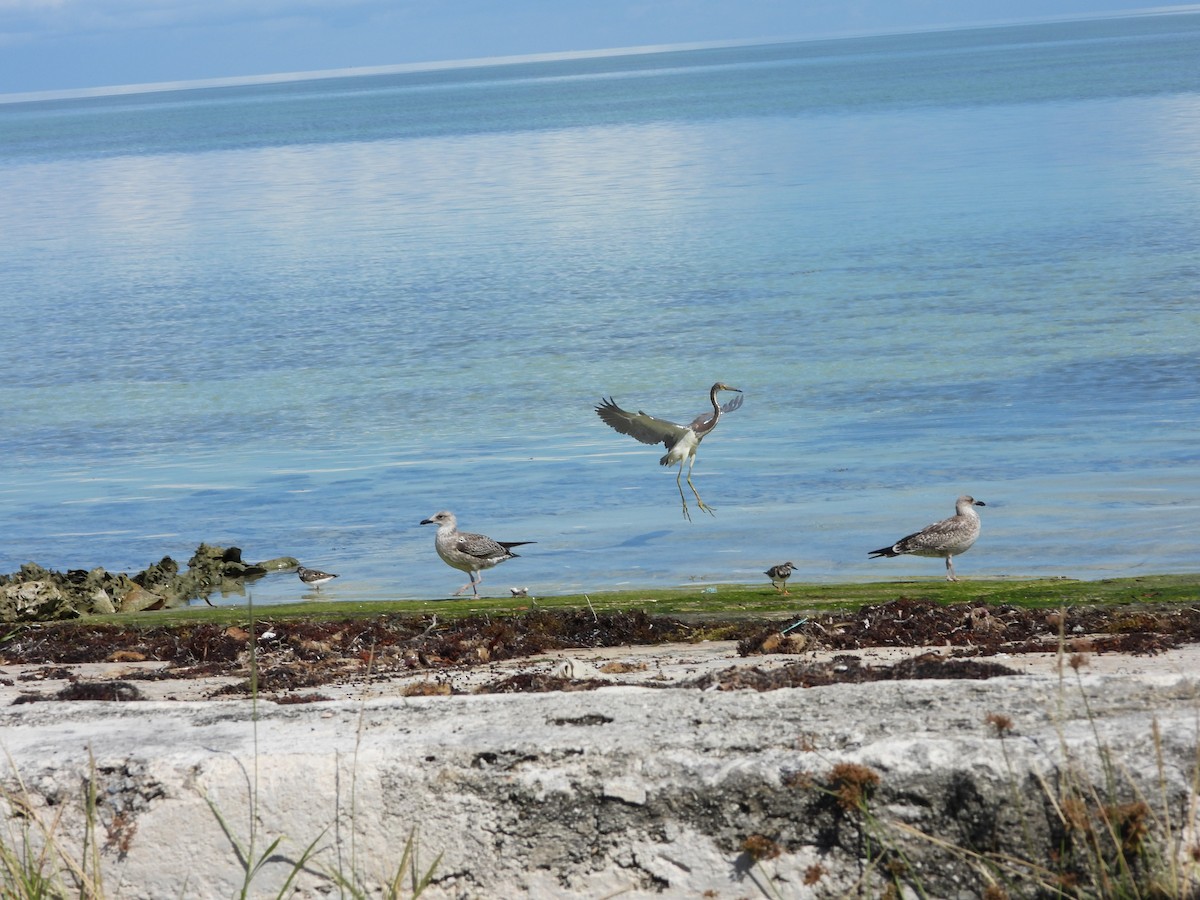 Tricolored Heron - ML644728138