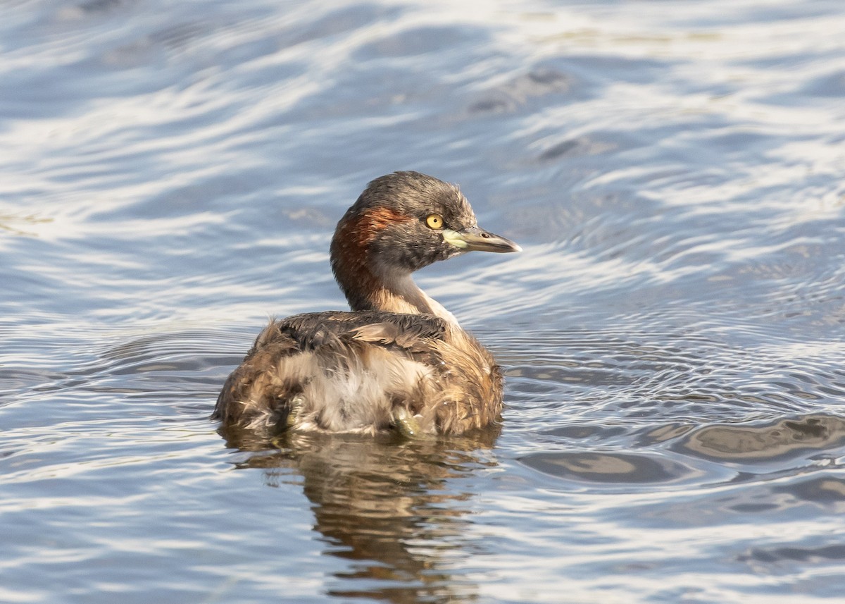 Australasian Grebe - ML644728139