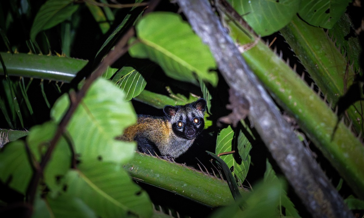 Animals - ML644728140