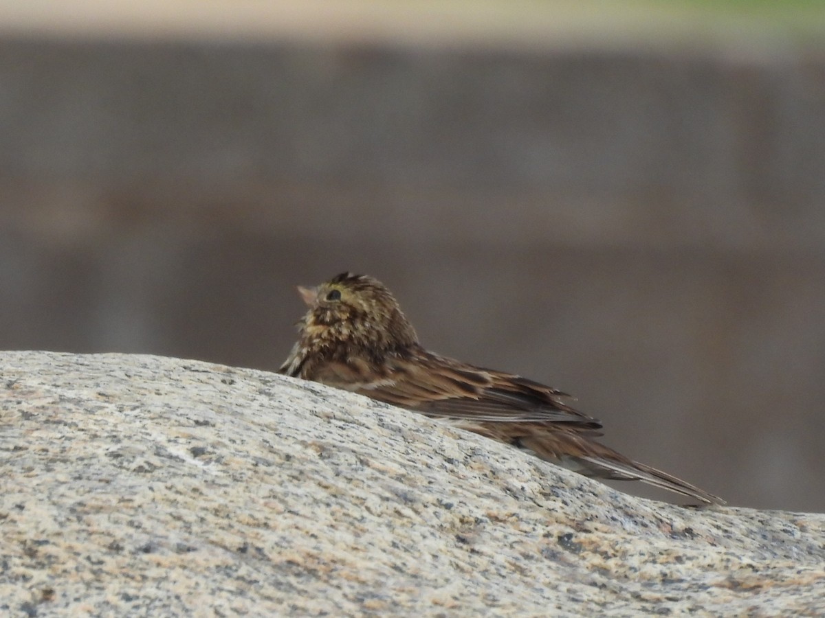 Savannah Sparrow - ML644728141