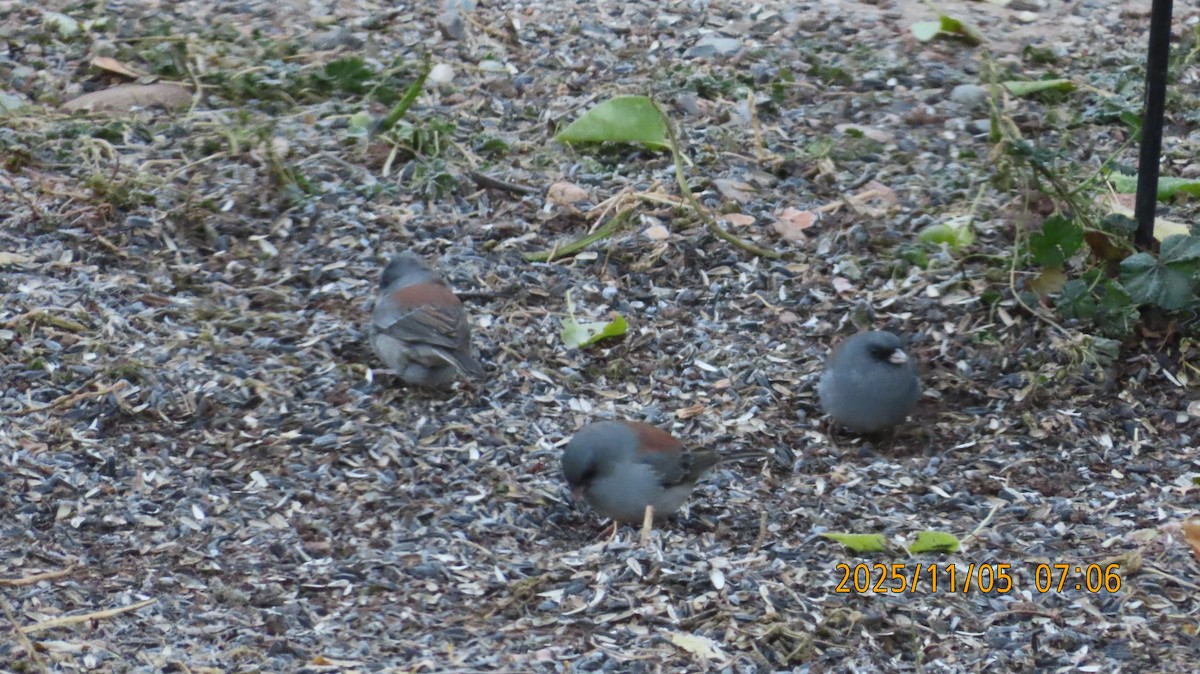 Dark-eyed Junco (Gray-headed) - ML644728142