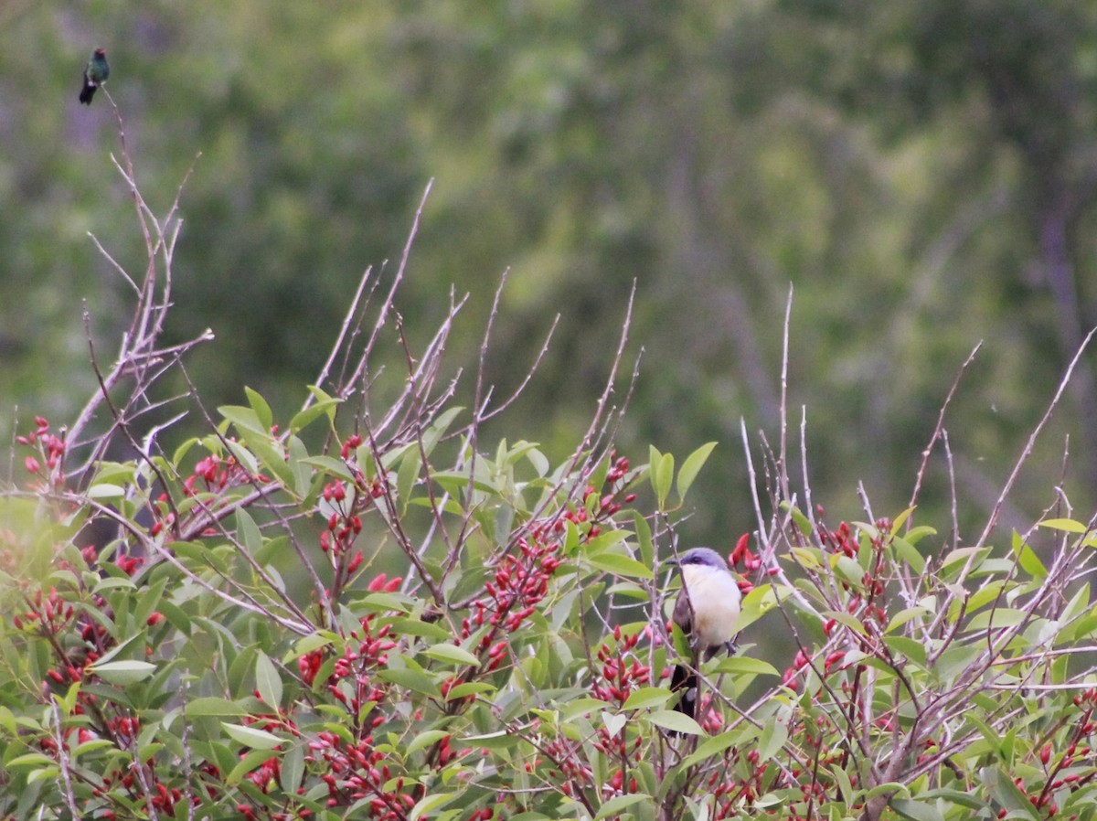 Dark-billed Cuckoo - ML644728143