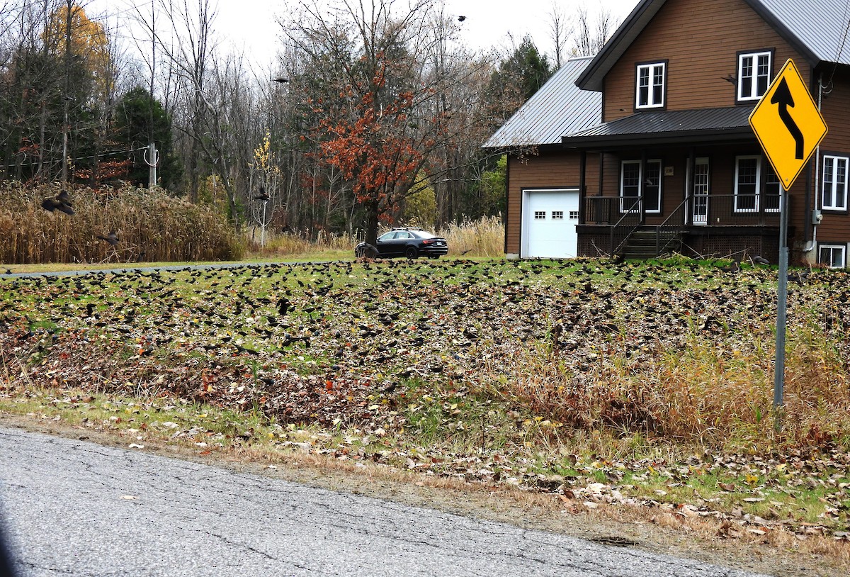 Пурпурный гракл - ML644728144