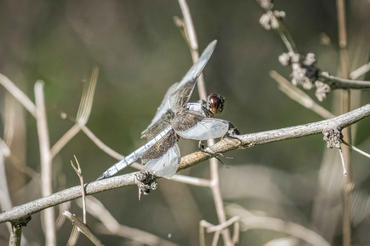 Dragonflies and Damselflies - ML644728146