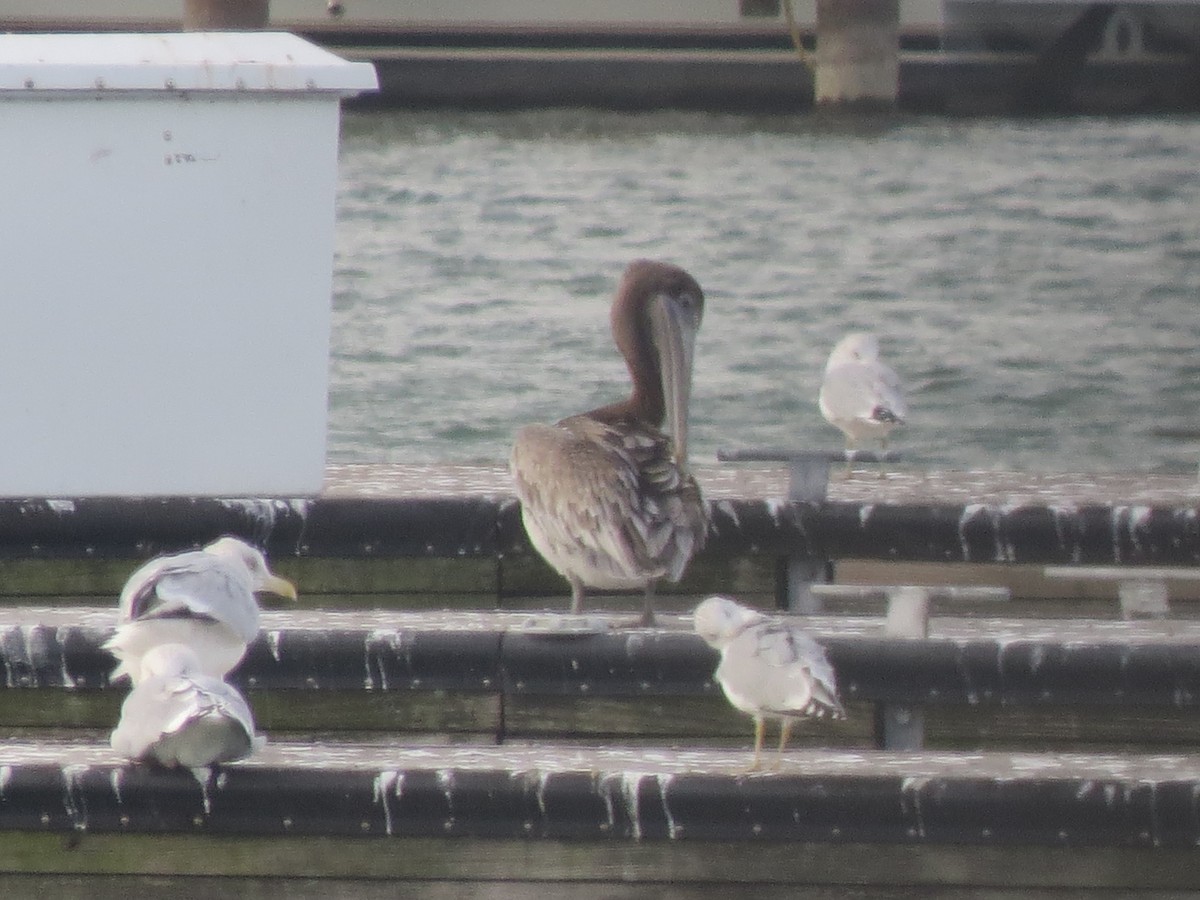 Brown Pelican - ML644728147