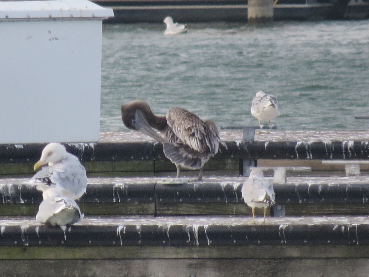 Brown Pelican - ML644728152