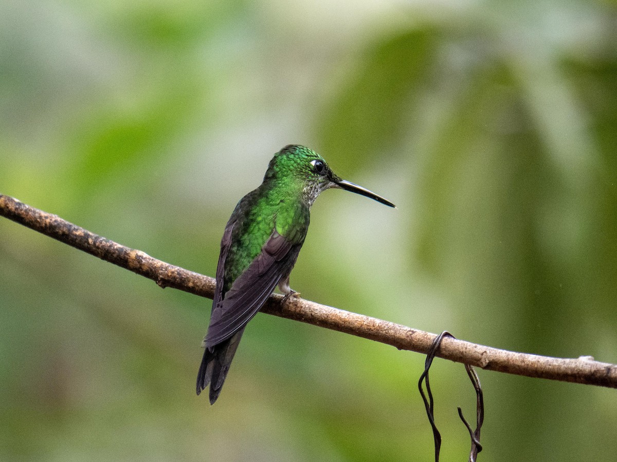 Empress Brilliant - ML644728153