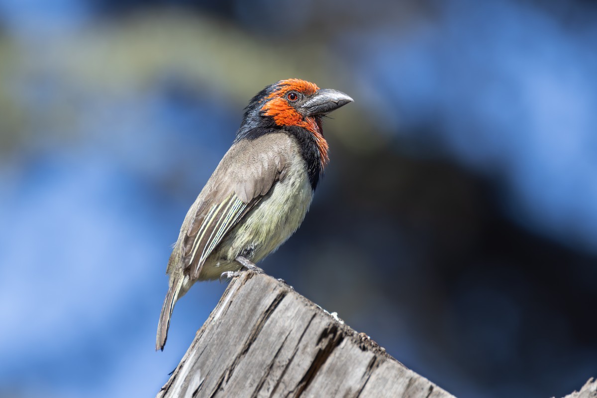 Black-collared Barbet - ML644728154