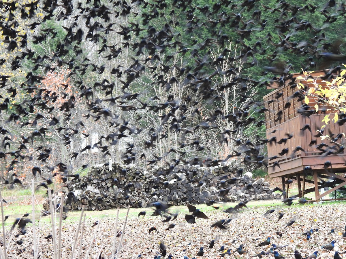 Пурпурный гракл - ML644728158