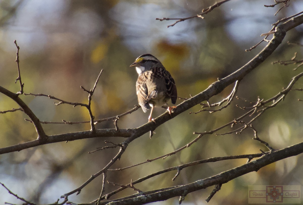 hvitstrupespurv - ML644728160