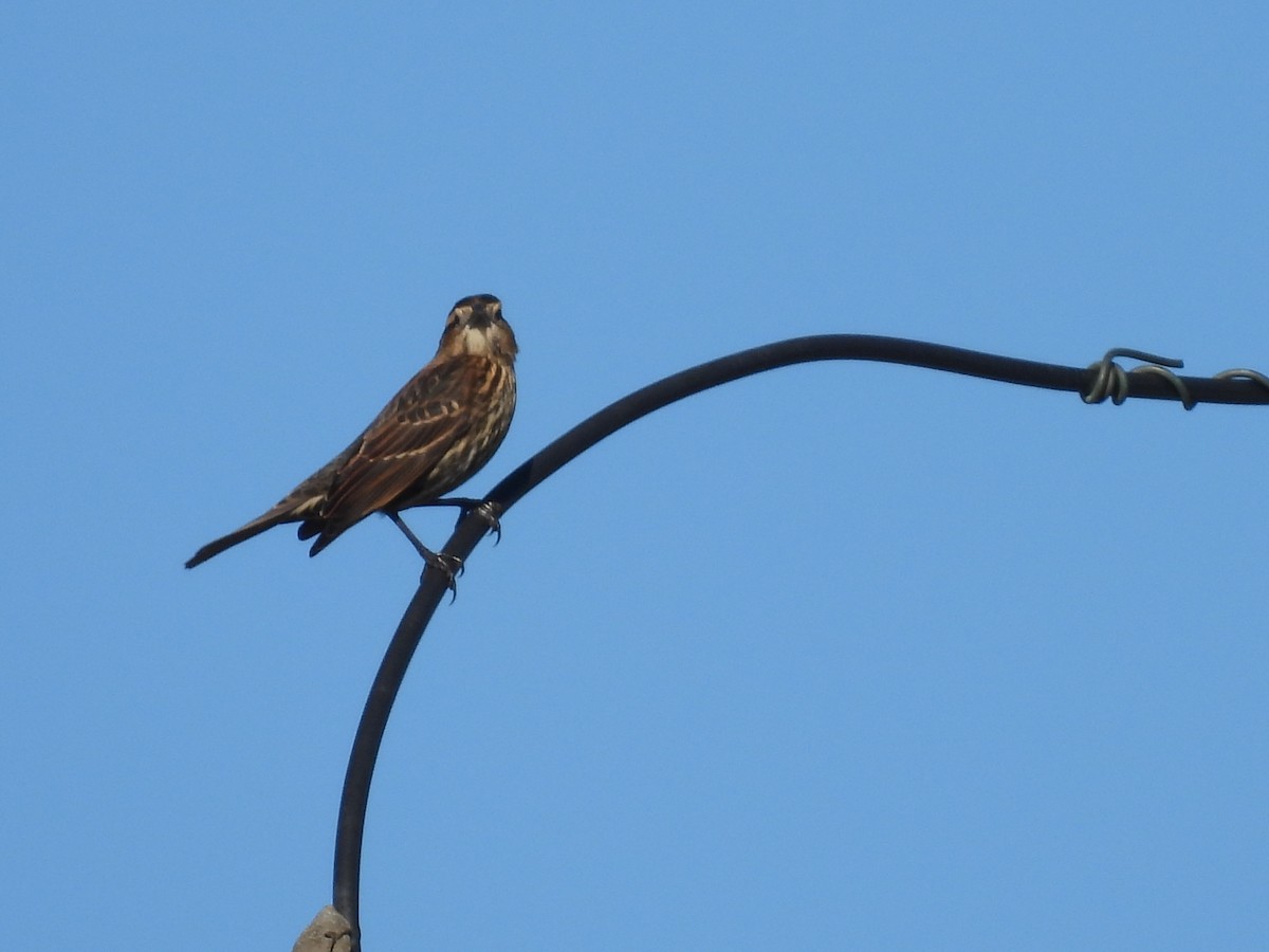 Red-winged Blackbird - ML644728162