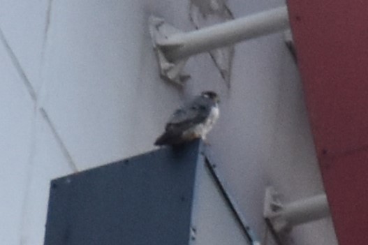 Faucon pèlerin - ML644728165