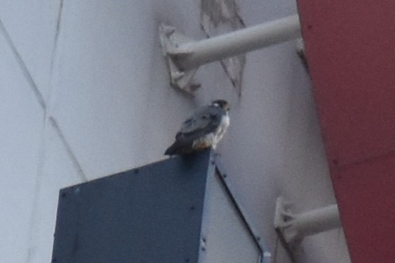 Faucon pèlerin - ML644728167