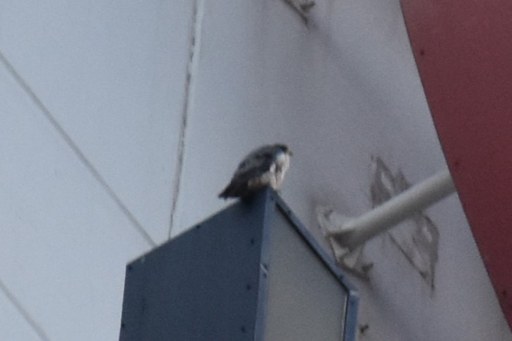 Faucon pèlerin - ML644728168