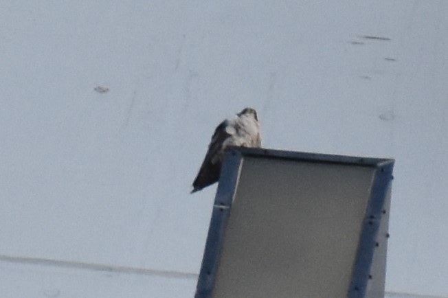 Faucon pèlerin - ML644728169