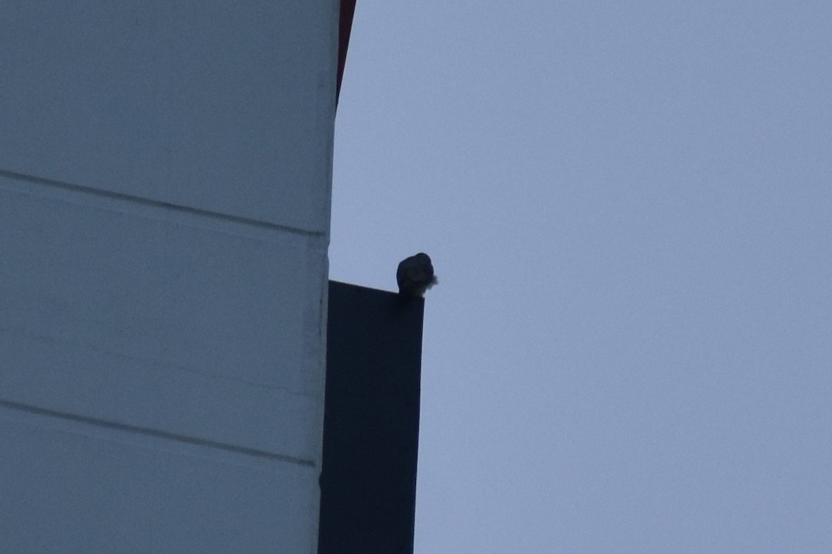 Faucon pèlerin - ML644728170