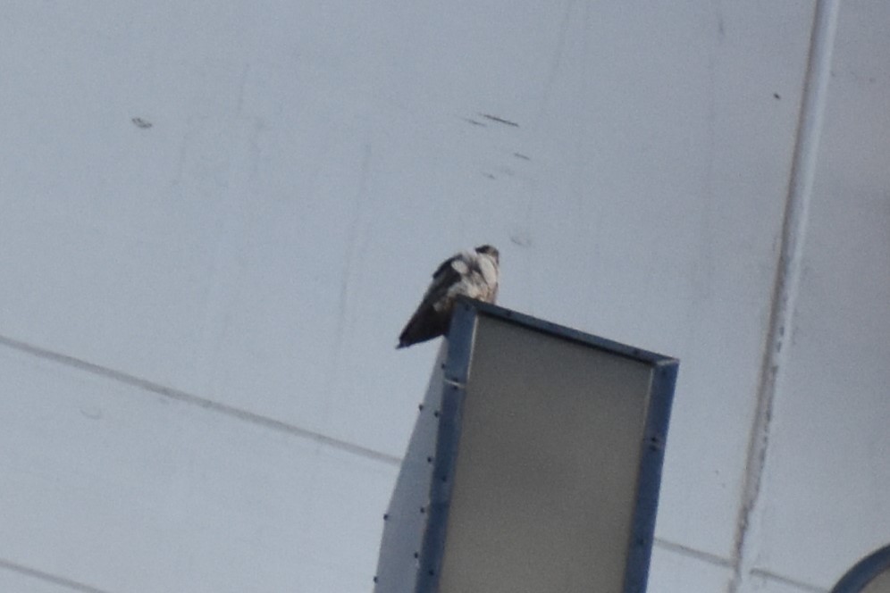 Faucon pèlerin - ML644728171