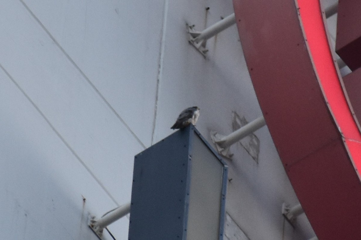 Faucon pèlerin - ML644728173