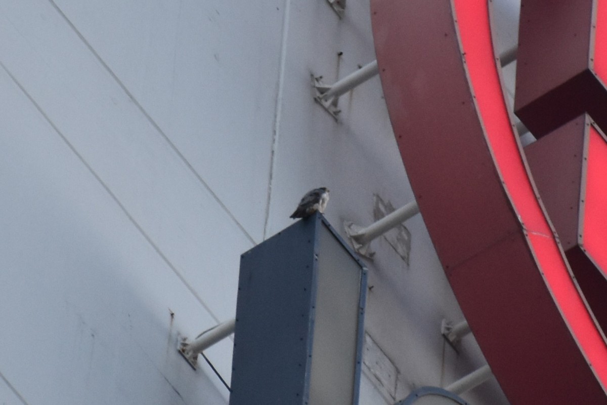 Faucon pèlerin - ML644728174