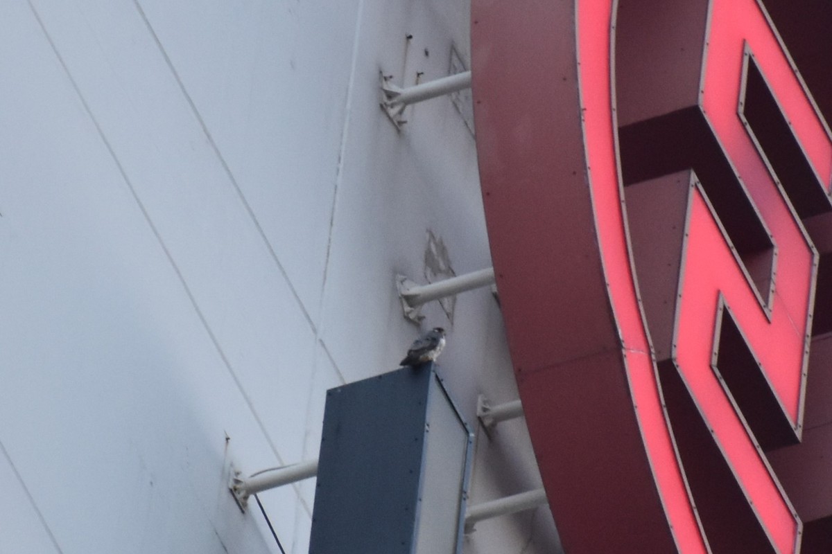 Faucon pèlerin - ML644728175