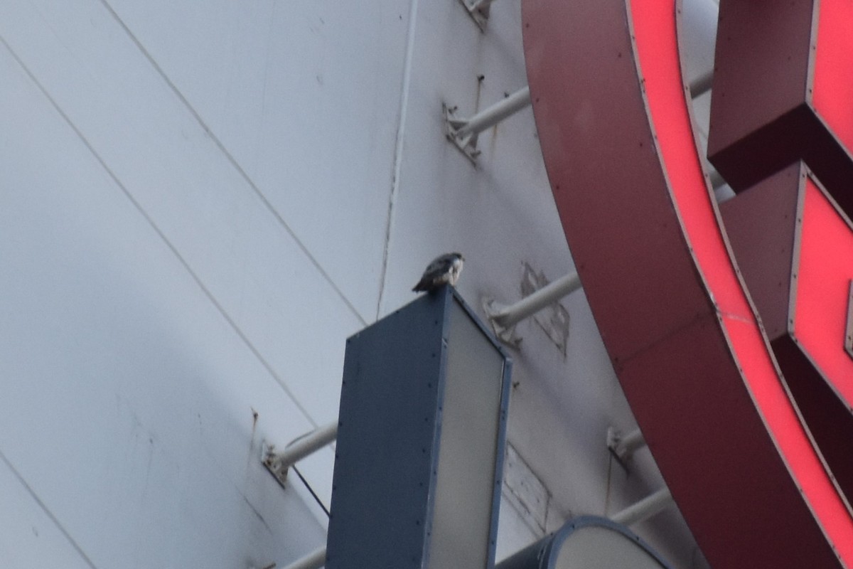 Faucon pèlerin - ML644728176