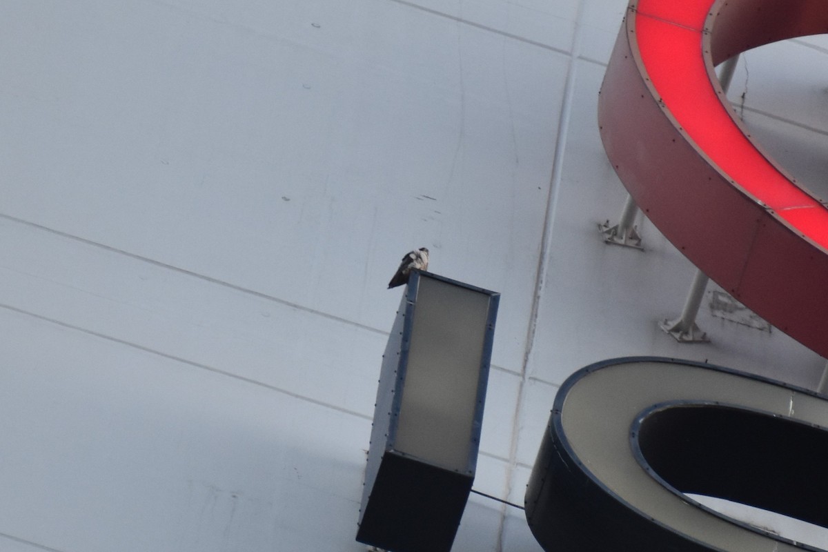 Faucon pèlerin - ML644728178