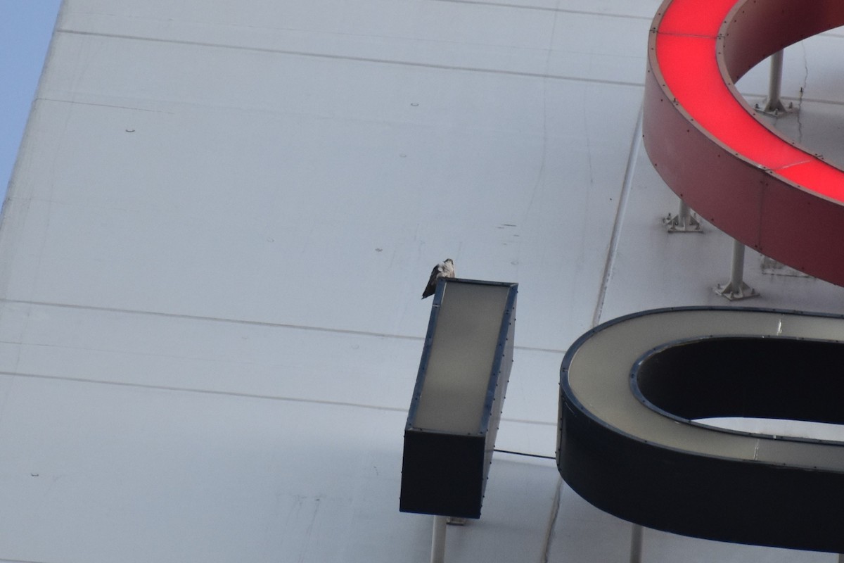 Faucon pèlerin - ML644728179