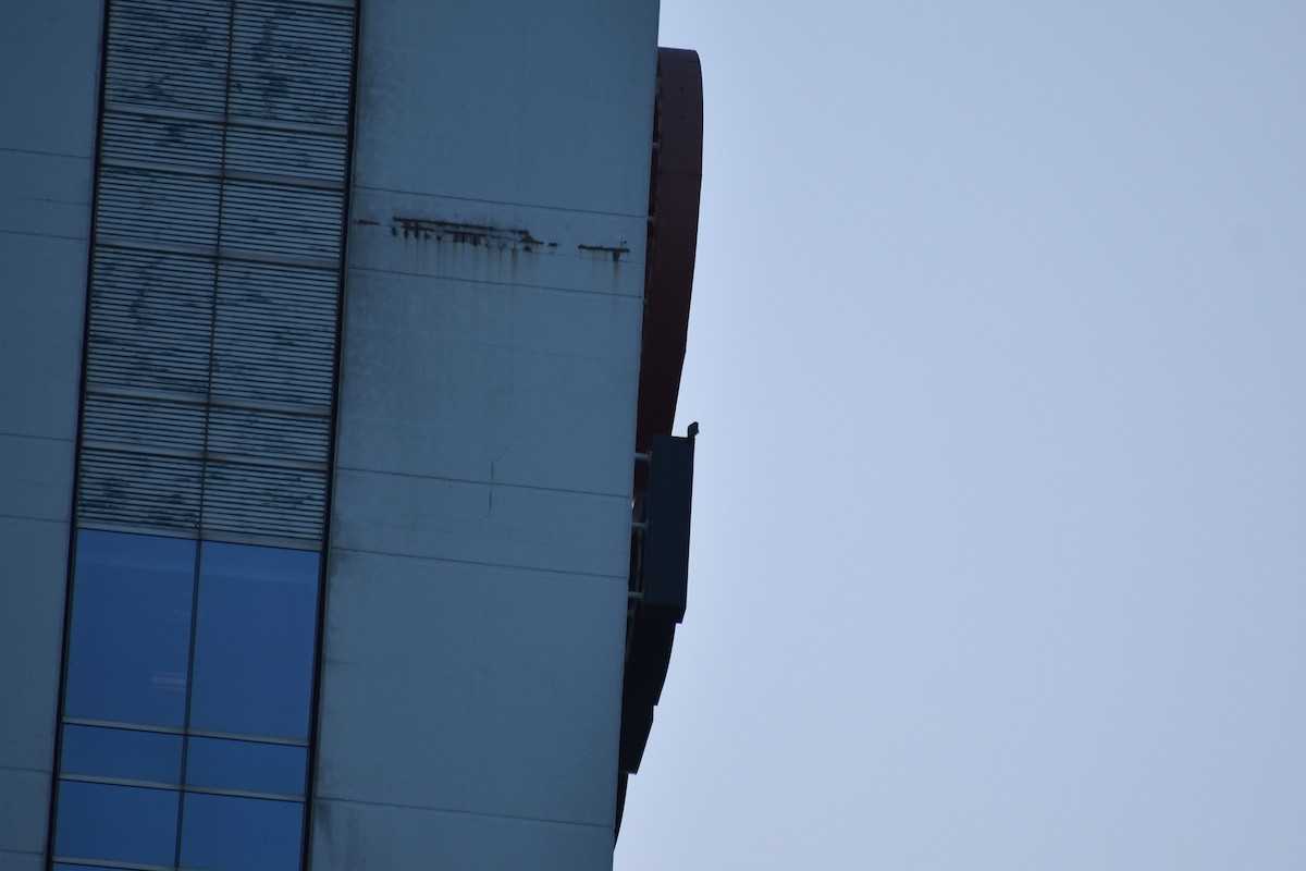 Faucon pèlerin - ML644728180