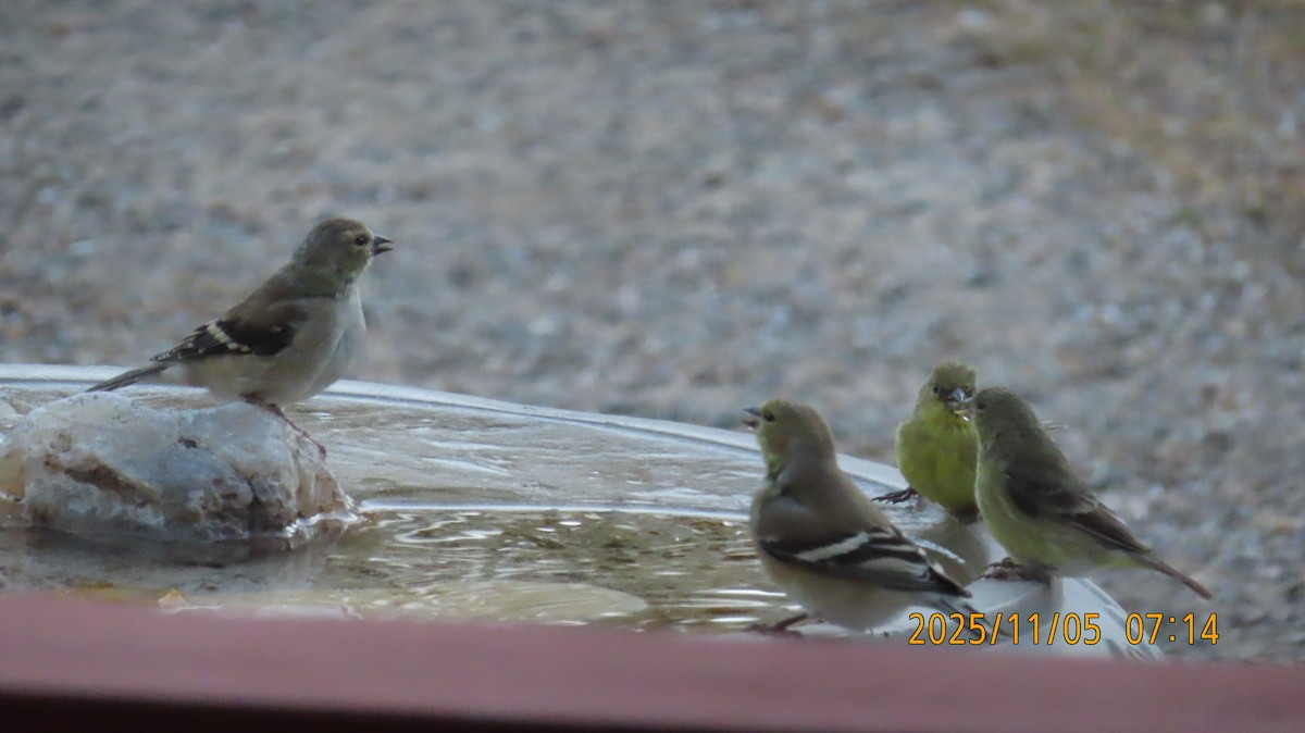 čížek žlutý - ML644728186