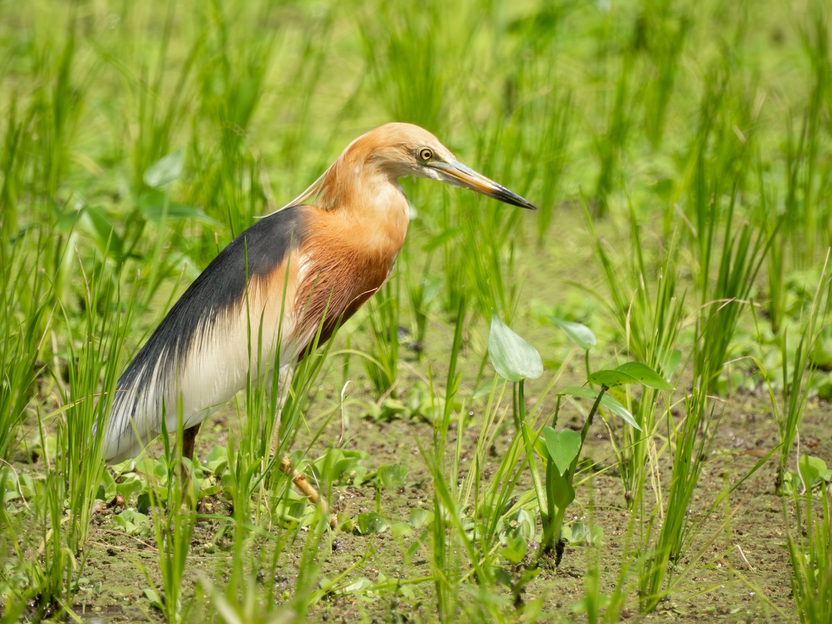 volavka nádherná - ML644728188