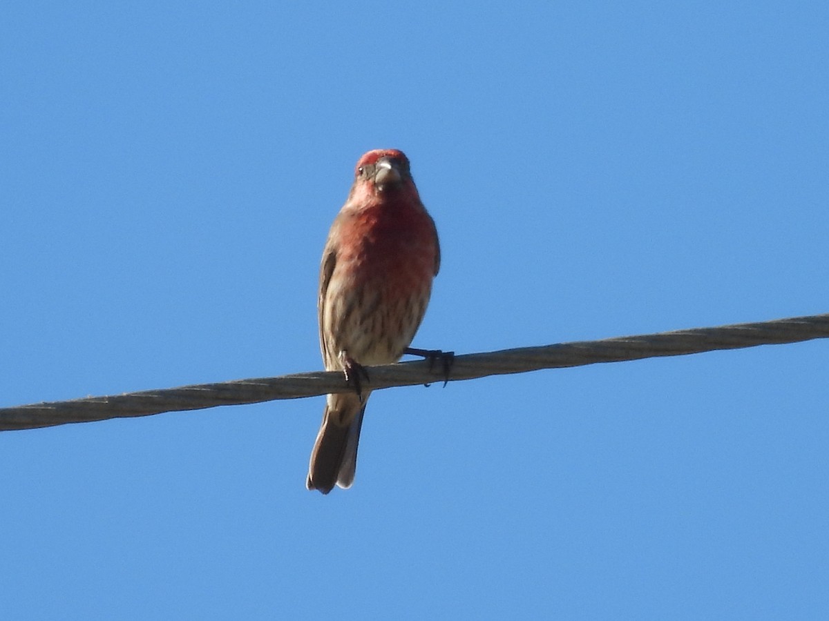House Finch - ML644728189
