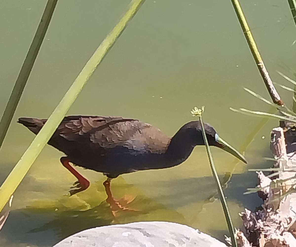 chřástal břidlicový - ML644728190