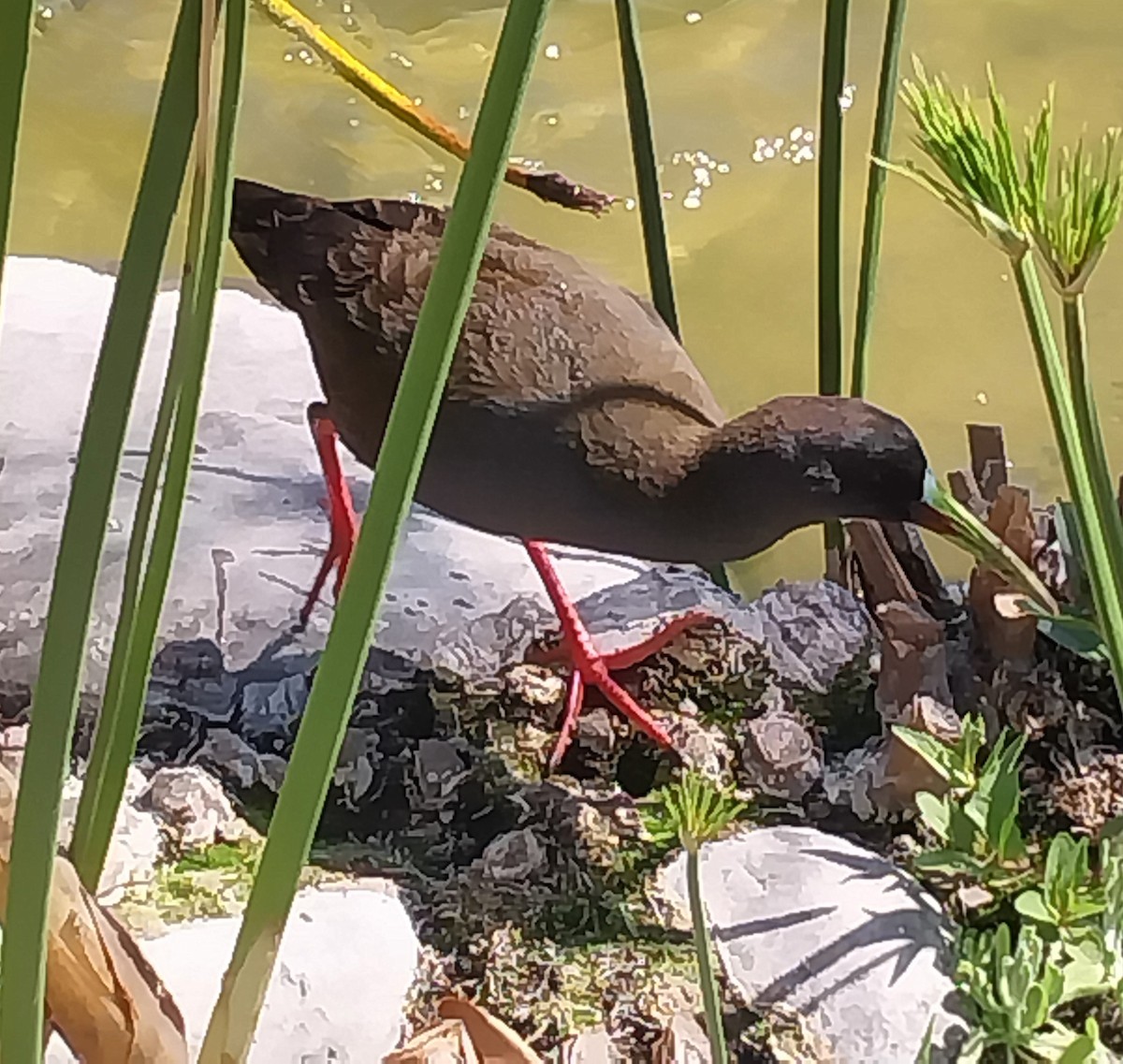 chřástal břidlicový - ML644728191