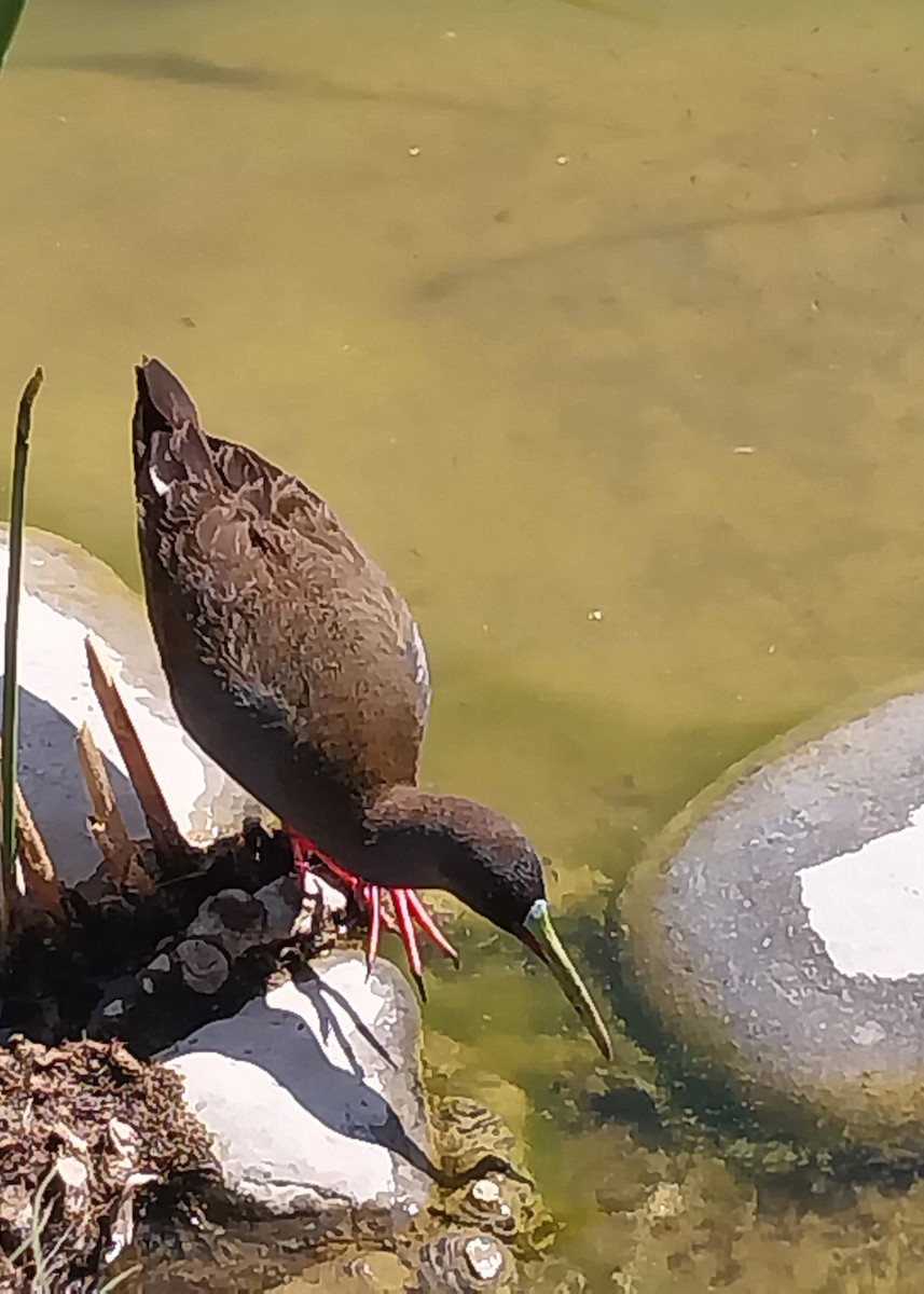 chřástal břidlicový - ML644728192