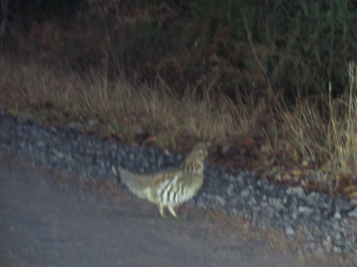 jeřábek kanadský - ML644728195