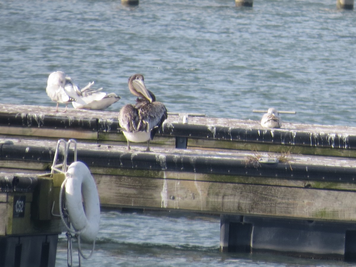 pelikán hnědý - ML644728197