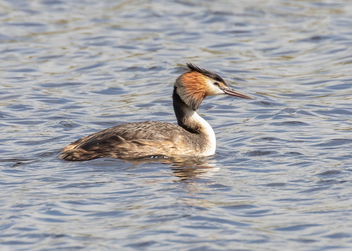 potápka roháč - ML644728199