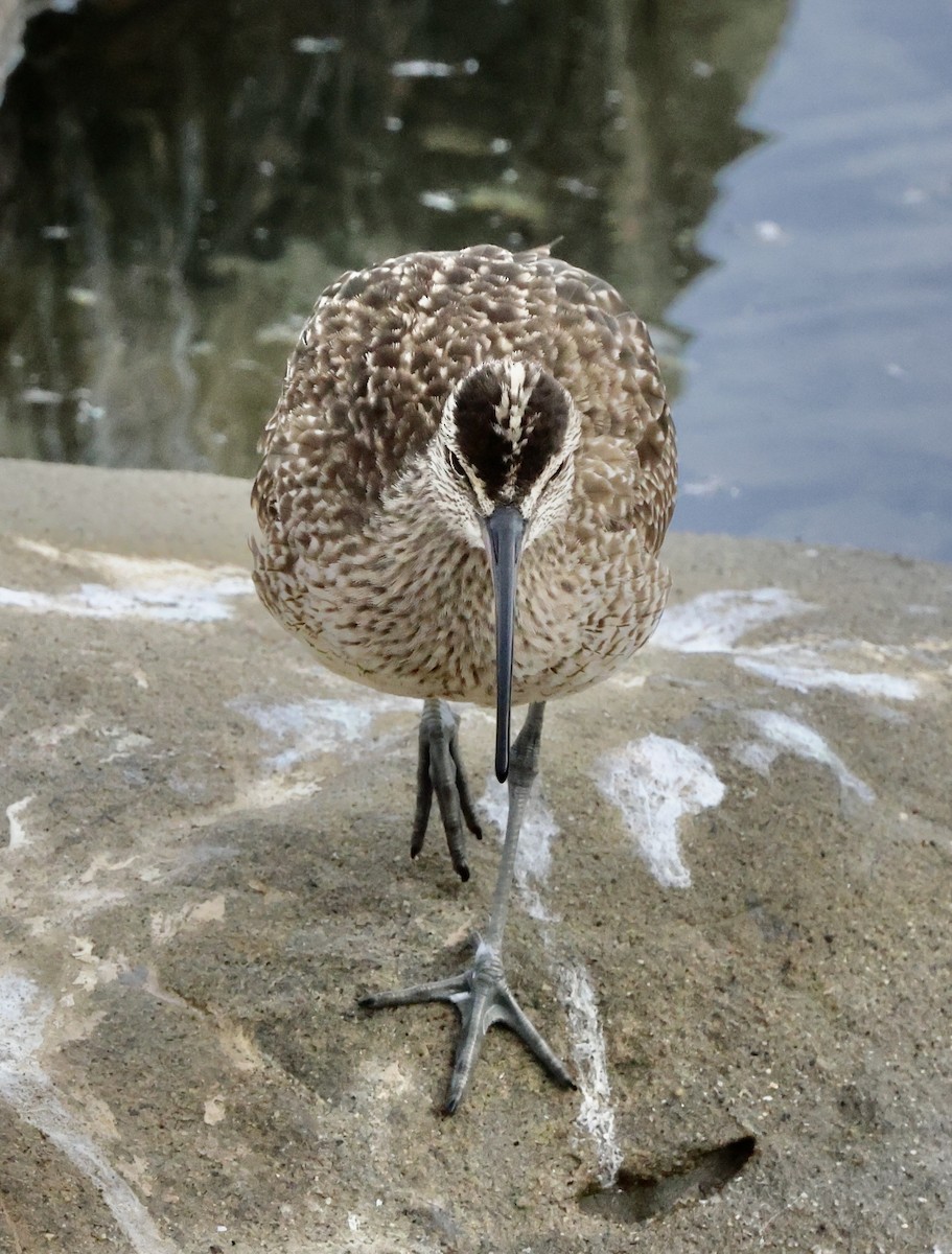 koliha hudsonská - ML644728200