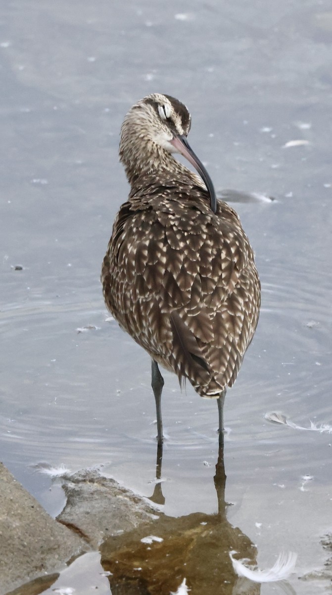 koliha hudsonská - ML644728201