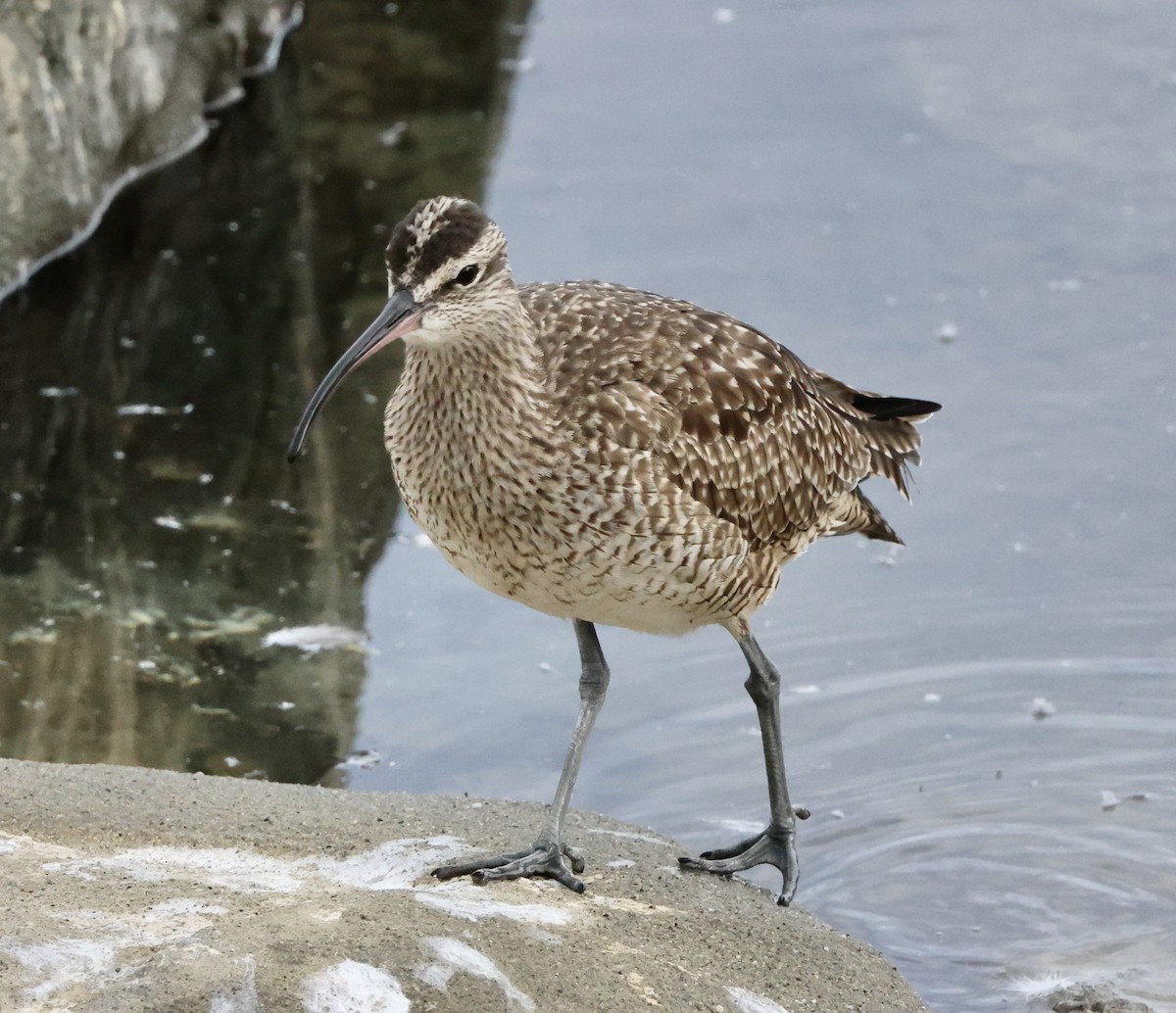 koliha hudsonská - ML644728202